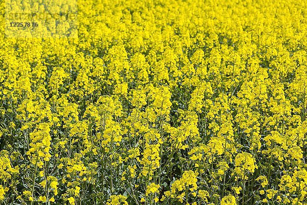 Raps (Brassica napus)  blühend  Sachsen  Deutschland  Europa