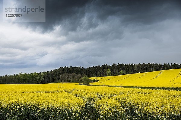 Aufziehendes Gewitter und blühendes Rapsfeld  bei Salem  Bodensee  Baden-Württemberg  Deutschland  Europa