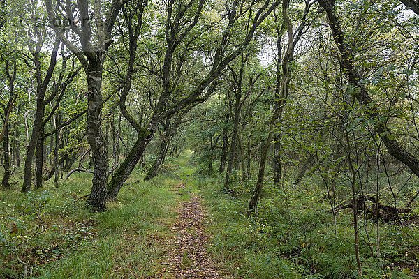 Waldweg durch das Naturschutzgebiet Kærgård Klitplantage  Syddanmark  Dänemark  Europa