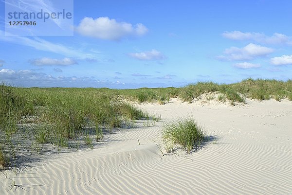 Dünenlandschaft mit Europäischem Strandhafer (Ammophila arenaria)  Norderney  Ostfriesische Inseln  Nordsee  Niedersachsen  Deutschland  Europa