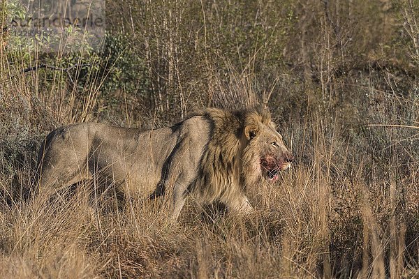 Löwe (Panthera leo)  Männchen mit Blut am Maul  läuft durch Buschland  Welgevonden Privat Game Reserve  Waterberge  Limpopo  Südafrika  Afrika