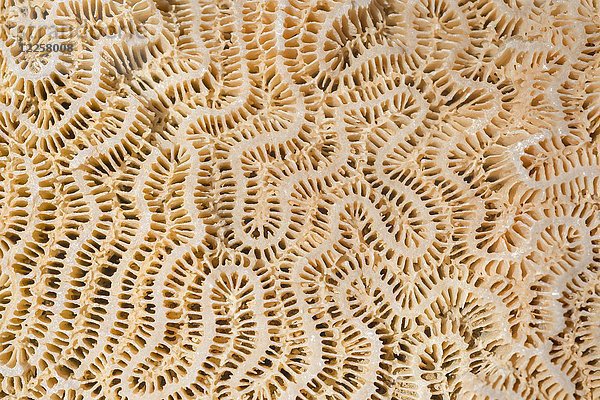 Korallen Fossil Textur Hintergrund  Marsa Alam  Ägypten  Afrika
