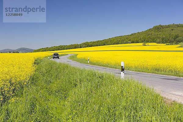 Straße durch blühende Rapsfelder  Löbau  Sachsen  Deutschland  Europa