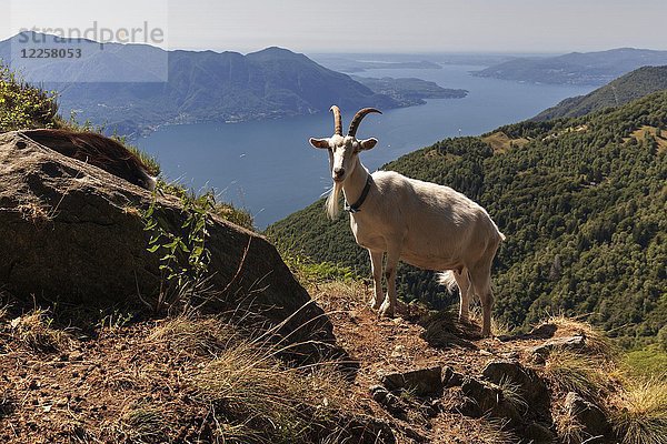 Ziege (Capra) auf dem Monte Morissolo  Lago Maggiore  Provinz Verbano-Cusio-Ossola  Region Piemont  Italien  Europa