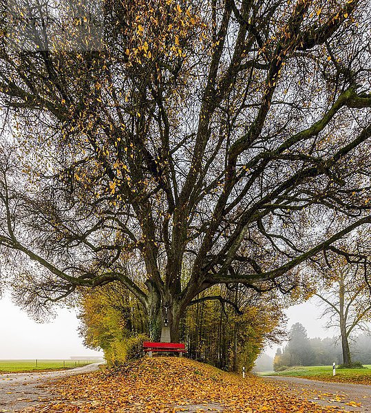Lindenbaum (Tilia) mit Parkbank und Herbstlaub  Mindelheim  Unterallgäu  Bayern  Deutschland  Europa