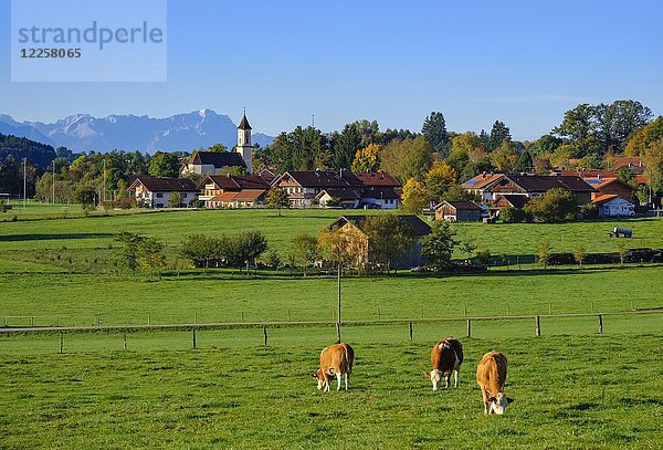 Kühe grasen auf einer Wiese  Deining bei Egling mit Zugspitze  Alpenvorland  Oberbayern  Bayern  Deutschland  Europa