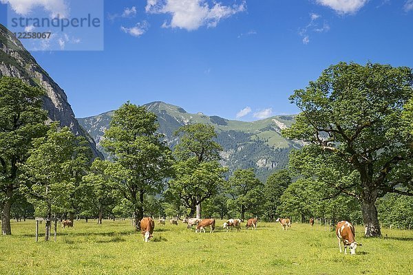 Weidende Kühe auf der Eng-Alm  Großer Ahornboden  Karwendel  Tirol  Österreich  Europa