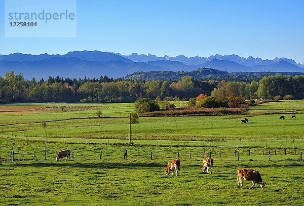Kühe grasen auf einer Wiese  Deining bei Egling mit Zugspitze  Alpenvorland  Oberbayern  Bayern  Deutschland  Europa