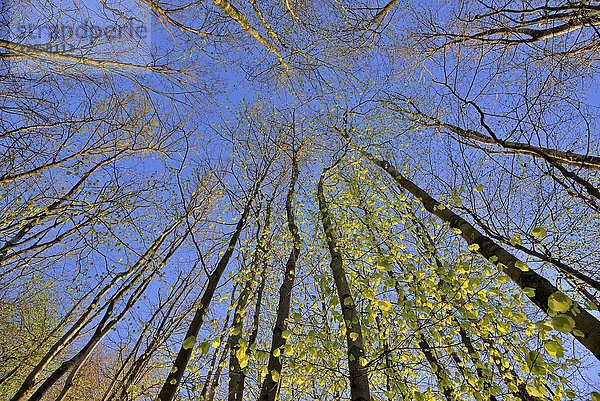 Baumstämme  Laubwald im Frühling  Rotbuchen (Fagus sylvatica) mit blauem Himmel  Deutschland  Europa