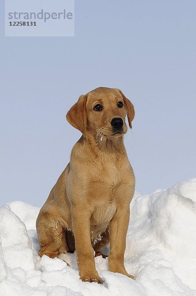 Labrador Retriever  gelb  Welpe 10 Wochen  sitzend im Schnee