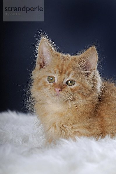Junge Hauskatze  rot gestromt  9 Wochen  Tierportrait  liegend auf weißem Fell