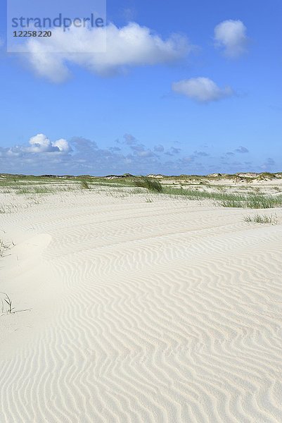 Dünenlandschaft mit wellenförmiger Struktur in weißem Sand  Riffel  Norderney  Ostfriesische Inseln  Nordsee  Niedersachsen  Deutschland  Europa
