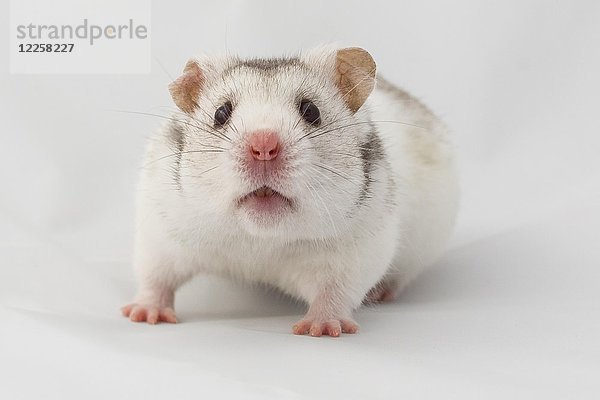 Syrischer Hamster (Mesocricetus auratus)  in Gefangenschaft  Studioaufnahme