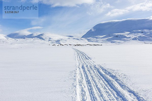 Spuren von Motorschlitten im Schnee  Kungsleden oder Königspfad  Provinz Lappland  Schweden  Skandinavien  Europa