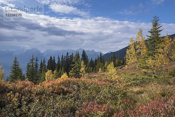 Naunz im Herbst  Kellerjoch  Tuxer Voralpen  im Hintergrund das Karwendelgebirge  Tirol  Österreich  Europa