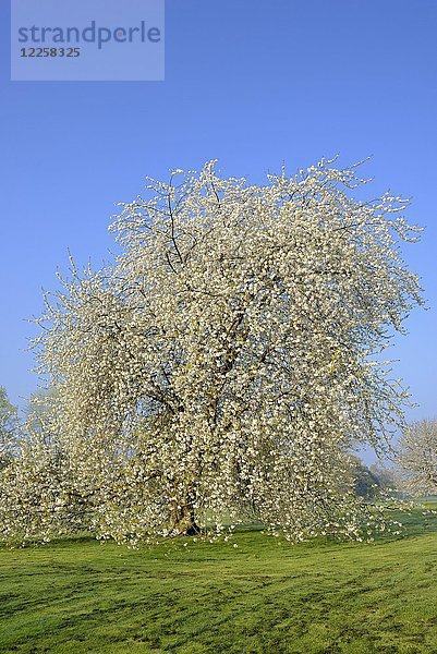 Kirschbaum (Prunus) in voller Blüte vor blauem Himmel  Deutschland  Europa