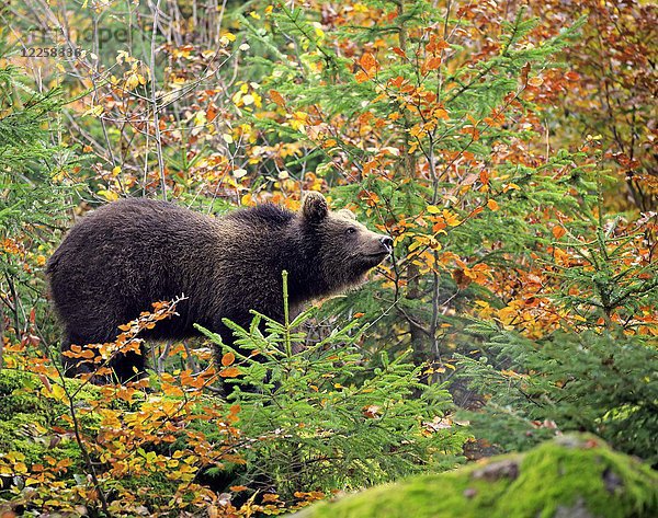 Europäischer Braunbär (Ursus arctos arctos)  Jungtier im Herbstwald  Nationalpark Bayerischer Wald  Deutschland  Europa