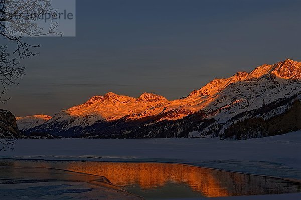 Alpenglühen  zugefrorener Silser See mit Berninagruppe  Gipfel Piz Rosatsch  Piz Surlej und Piz Corvatsch  Maloja  Oberengadin  Kanton Graubünden  Schweiz  Europa