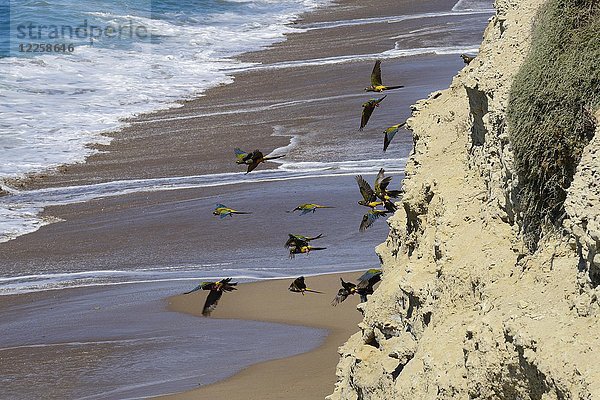 Krabbelpapageien (Cyanoliseus patagonus) am Nistplatz in einer Klippe am Meer  Las Grutas  Provinz Rio Negro  Patagonien  Argentinien  Südamerika