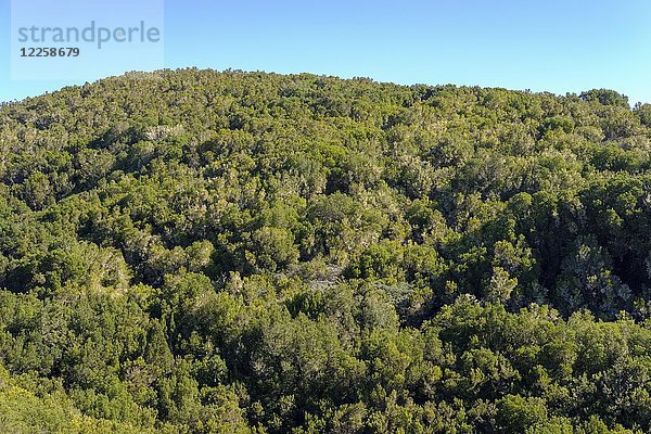 Wald im Garajonay-Nationalpark  in der Nähe von Vallehermoso  La Gomera  Kanarische Inseln  Spanien  Europa