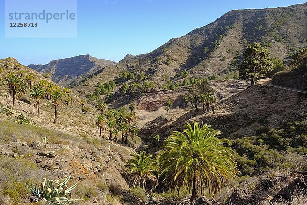 Berglandschaft mit kanarischen Dattelpalmen (Phoenix canariensis)  Enchereda  Parque Natural de Majona  bei San Sebastian  La Gomera  Kanarische Inseln  Spanien  Europa