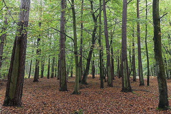 Buchenwald  Herbstwald  Darßer Wald  Darß  Fischland-Darß-Zingst  Nationalpark Vorpommersches Haffgebiet  Mecklenburg-Vorpommern  Deutschland  Europa
