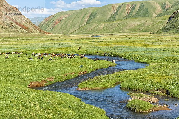 Schafherde auf der Weide an einem Bergfluss  Naryn-Schlucht  Region Naryn  Kirgisistan  Asien