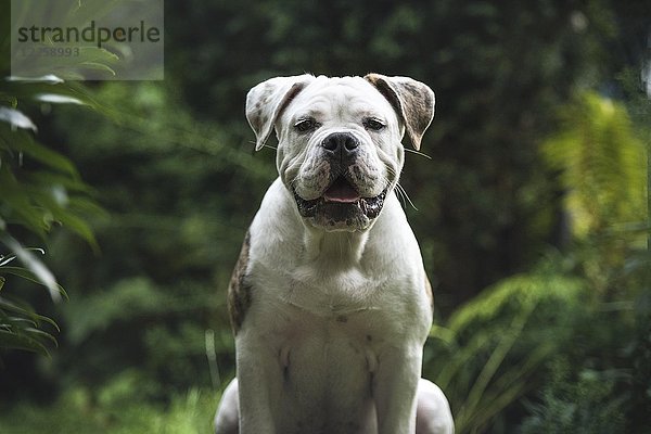 Bulldogge (Canis lupus familiaris)  Tierporträt  Blick in die Kamera