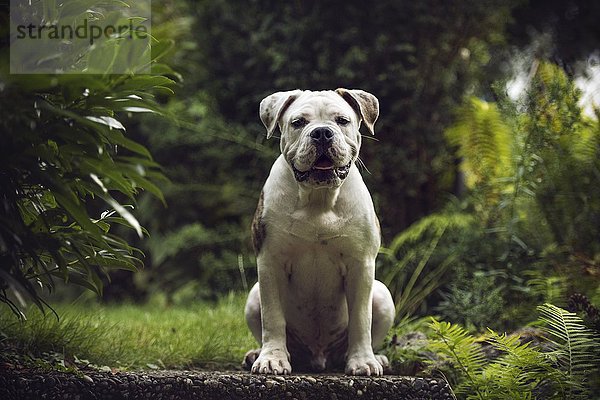 Bulldogge (Canis lupus familiaris)  sitzend  in die Kamera blickend