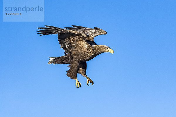 Seeadler (Haliaeetus albicilla)  im Flug  Lofoten  Norwegen  Europa