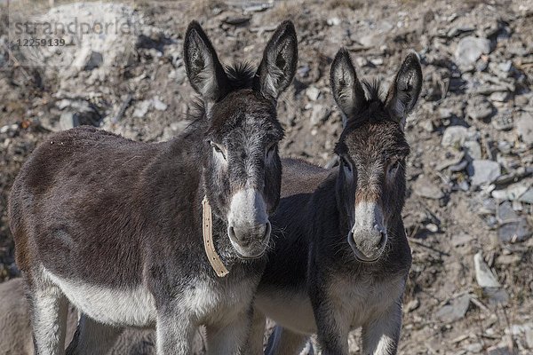 Zwei Esel (Equus asinus asinus)  Valle Maira  Piemonte  Italien  Europa