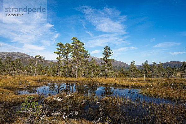 Teich  Ånderdalen-Nationalpark  Senja  Norwegen  Europa