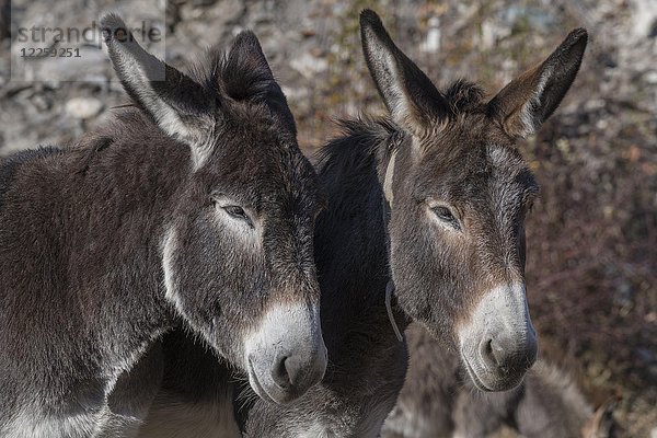 Zwei Esel (Equus asinus asinus)  Porträt  Valle Maira  Piemonte  Italien  Europa