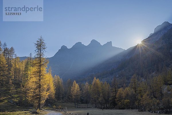 Herbstlich gefärbter Lärchenwald (Larix) und Berge im Gegenlicht  Wanderung zum Lago Nero  Valle Maira  Piemonte  Italien  Europa