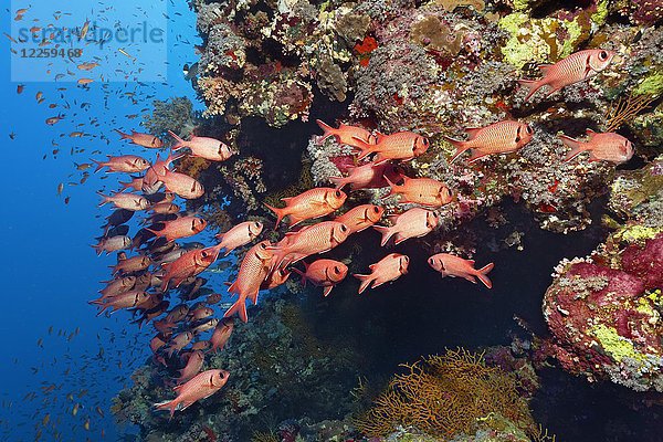 Schwarm Kiefernzapfen-Soldatenfische (Myripristis murdjan) am Korallenriff  Rotes Meer  Ägypten  Afrika