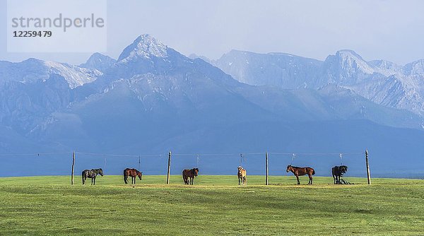 Angeleinte Pferdeherde auf einer Weide  Mongolei  Asien