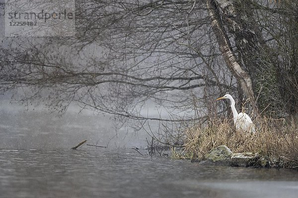 Silberreiher (Ardea alba) stehend am Flussufer  Hessen  Deutschland  Europa