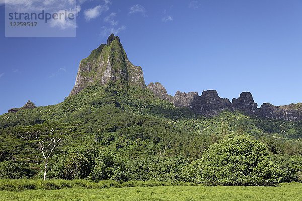 Bewachsenes grünes Gebirge mit dem höchsten Gipfel  Mont Tohiea  1207 m  Moorea  Gesellschaftsinseln  Inseln über dem Winde  Französisch-Polynesien  Ozeanien