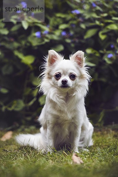 Chihuahua (Canis lupus familiaris) sitzt vor Gebüsch  Schweiz  Europa