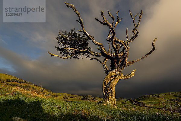 Beleuchteter alter Baum mit dunkler Gewitterwolke  Insel Pico  Azoren  Portugal  Europa