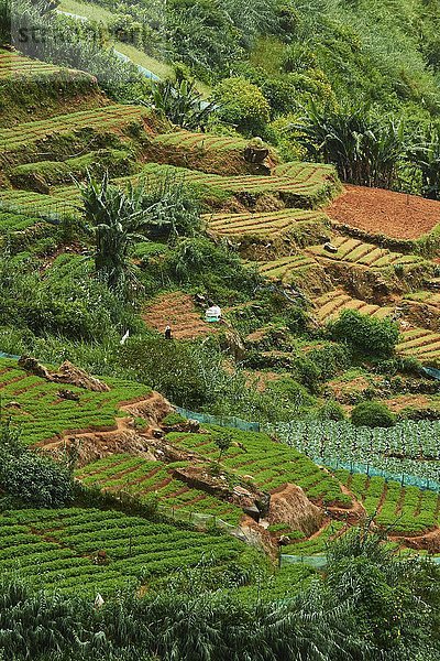 Terrassenfelder  Hochland-Gemüseanbaugebiet  Nuwara Eliya  Zentralprovinz  Sri Lanka  Asien