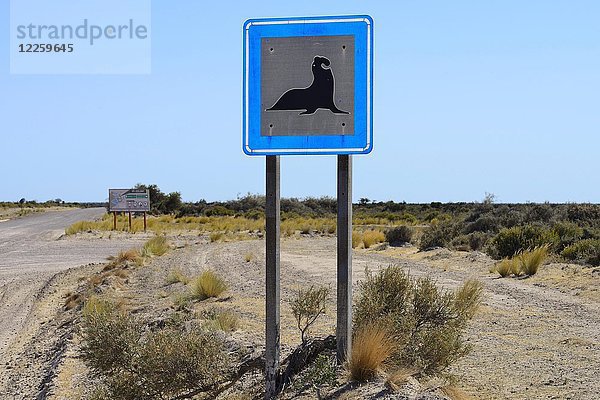 Warnschild an der Straße  Südlicher Seeelefant  Peninsula Valdes  Chubut  Argentinien  Südamerika