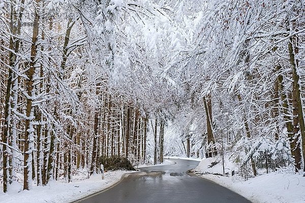 Landstraße durch verschneiten Wald  bei Dietramszell  Oberbayern  Bayern  Deutschland  Europa
