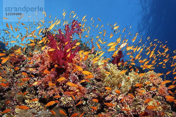 Schwarm Anthias (Anthiinae) schwimmt in der Nähe eines Korallenriffs  Rotes Meer  Ägypten  Afrika