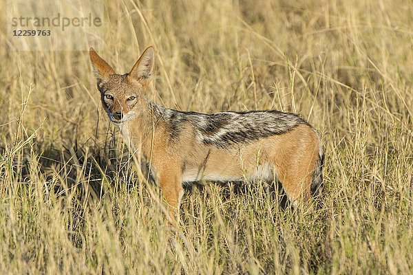 Schabrackenschakal (Canis mesomelas)  steht im hohen Gras  Etosha-Nationalpark  Namibia  Afrika
