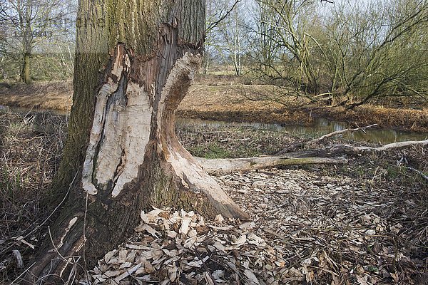 Fraßspuren des Europäischen Bibers (Castor Fiber) am Stamm einer Eiche (Quercus robur)  Emsland  Niedersachsen  Deutschland  Europa