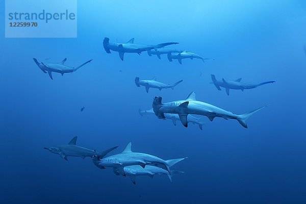 Schwarm  Gruppe von Hammerhaien (Sphyrna lewini) schwimmen im offenen Meer  Rotes Meer  Ägypten  Afrika