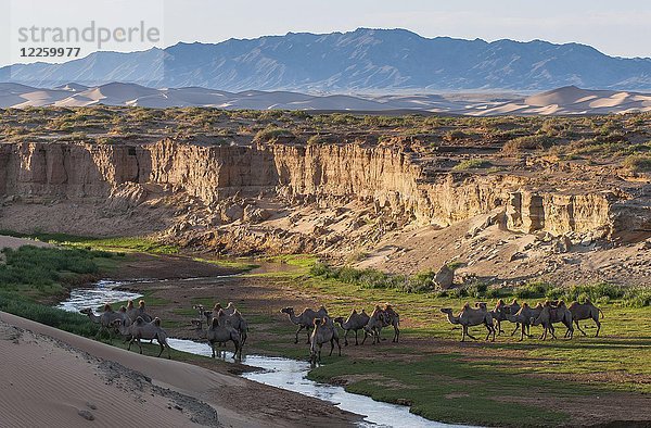 Herde von Kamelen (Camelidae) beim Trinken an einem Bach  Wüste Gobi  Mongolei  Asien