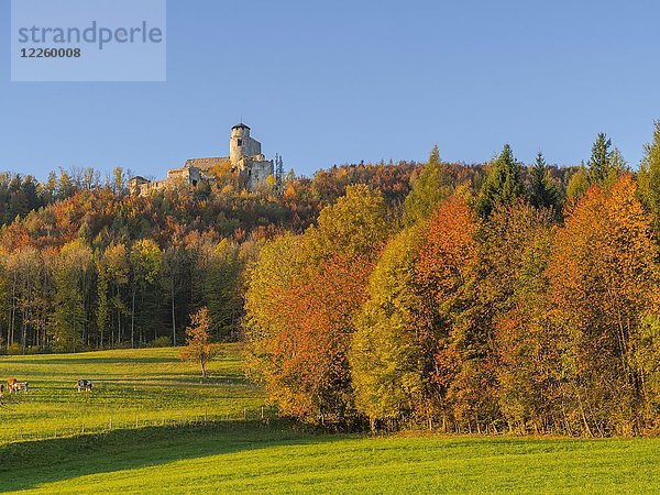 Araburg mit Herbstwald  Kaumberg  Niederösterreich  Österreich  Europa