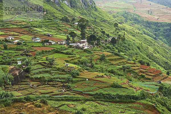 Terrassenfelder  Hochland-Gemüseanbaugebiet  Nuwara Eliya  Zentralprovinz  Sri Lanka  Asien